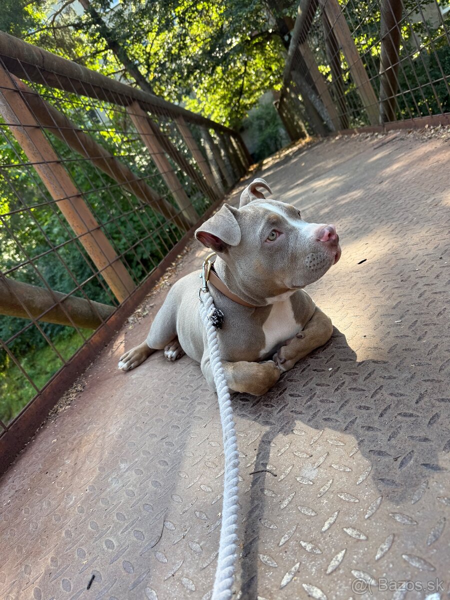 American bully pocket - 3