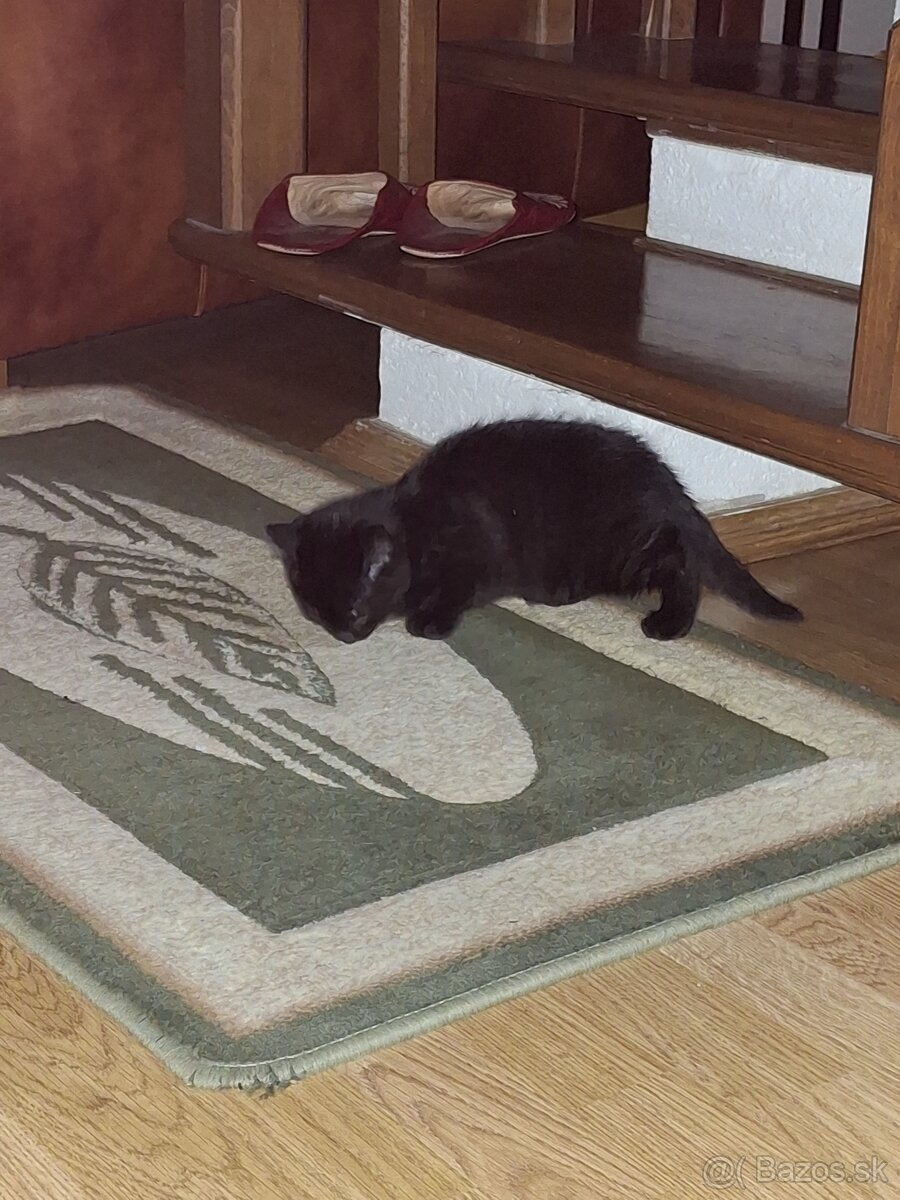 Darujem mačiatko - 3