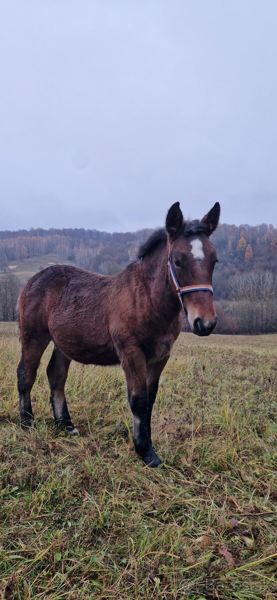 Ťažný žrebec na predaj - 3