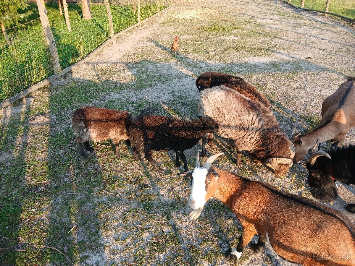 Ouessant / Quessant mini ovecky - 3