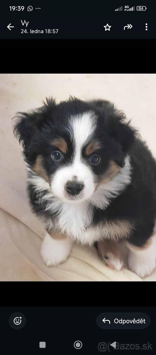 Miniaturní Americký ovčák s PP - 3