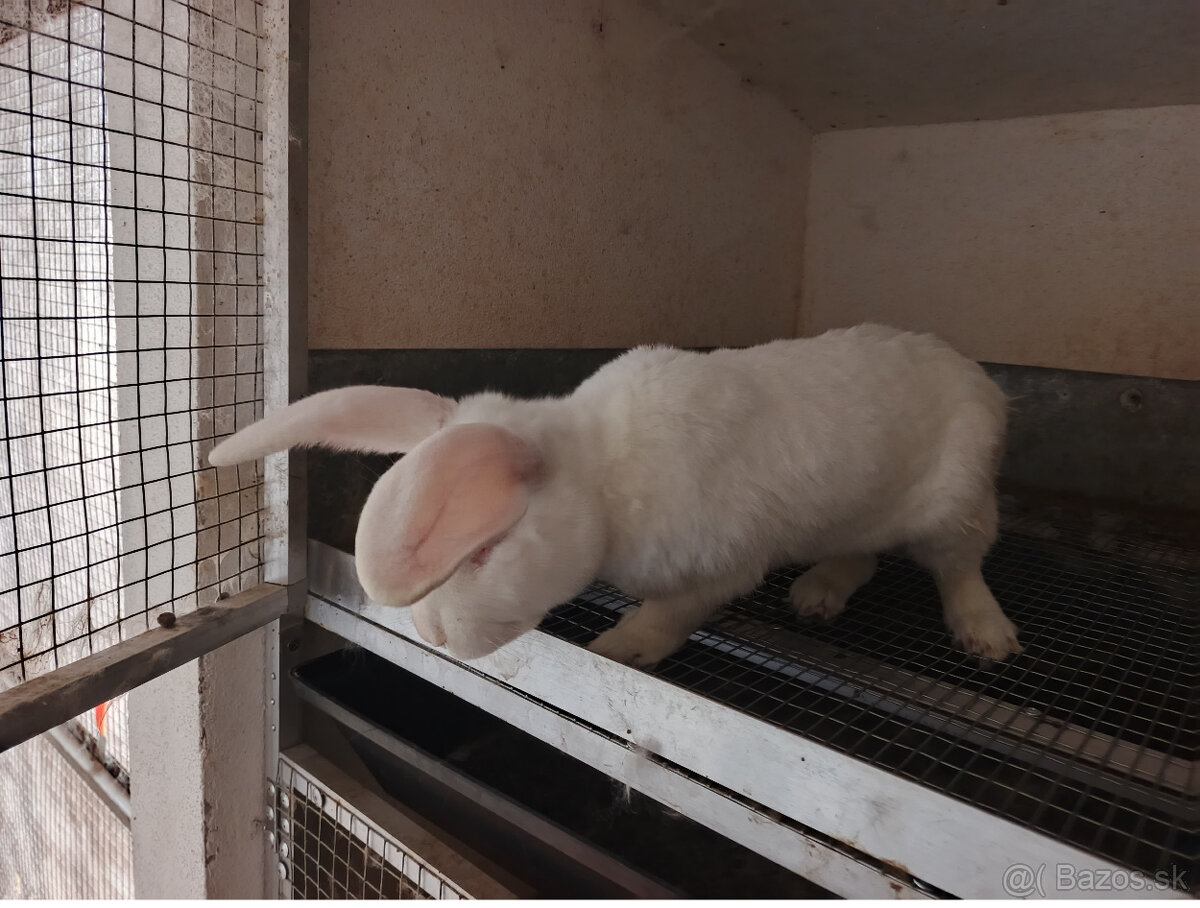 Viedenský modrý a Hyla - 3