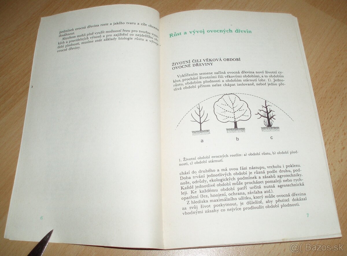 Řez ovoných dřevin - 3