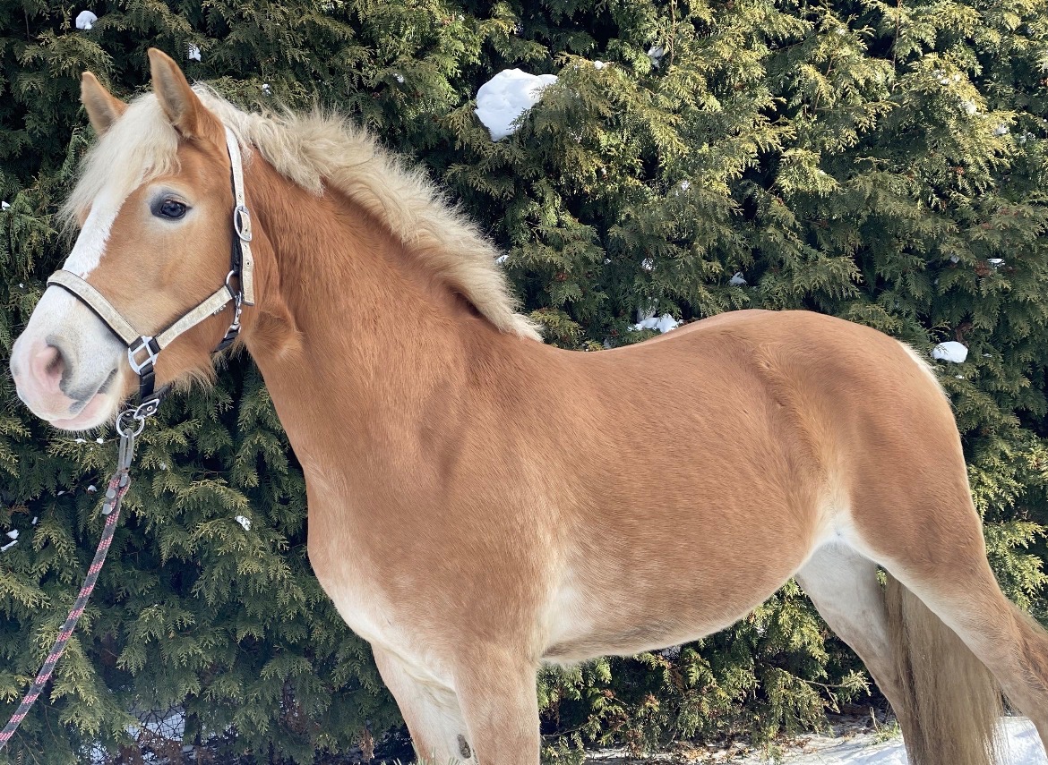 Kobylka hafling 3 roky - 3