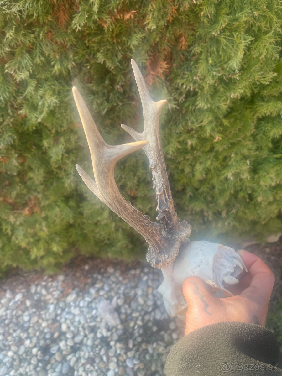 Trofej ,srnec ,parohy ,parozie - 3