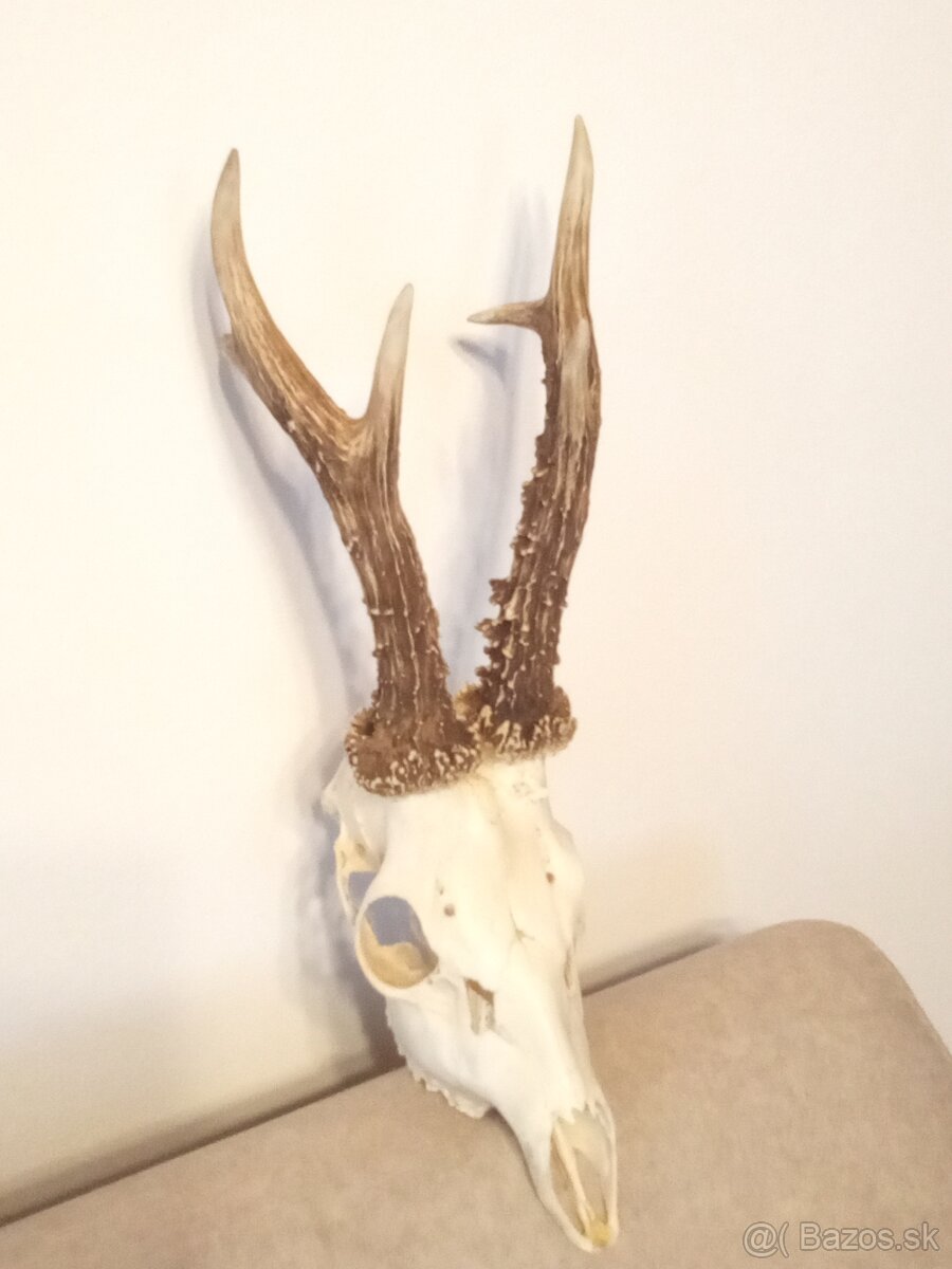 Parohy parožie trofej - 3