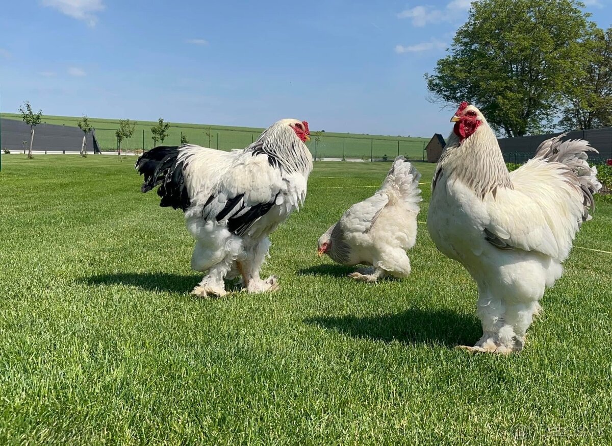 Brahmanka Columbia f.veľká - 3