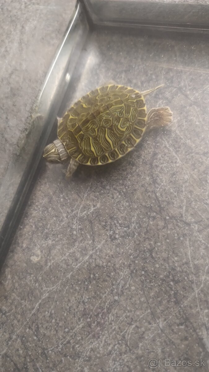 Vodné korytnačky - 3