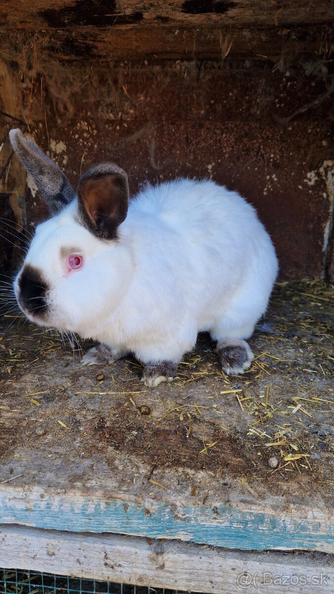 Kalifornský králik - 3
