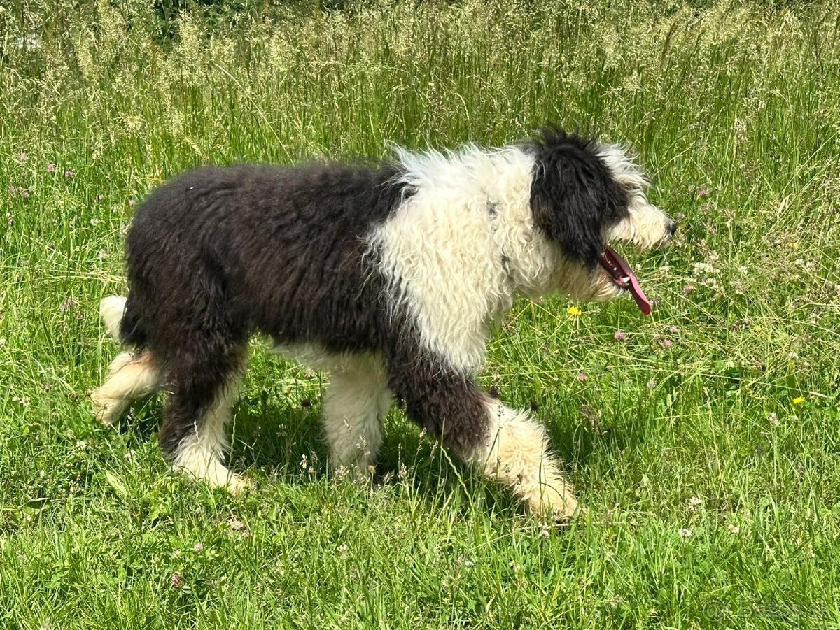 Pejsek BORDOODLE S PP - 3