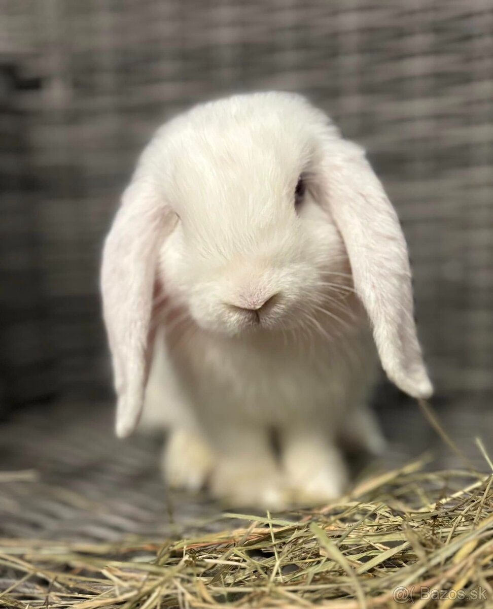 Huňaté Minilop králiky -BIOvýživa, odborný chov, VP - 3