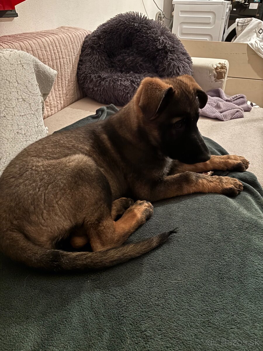 Šteniatko nemecký vlčiak - 3