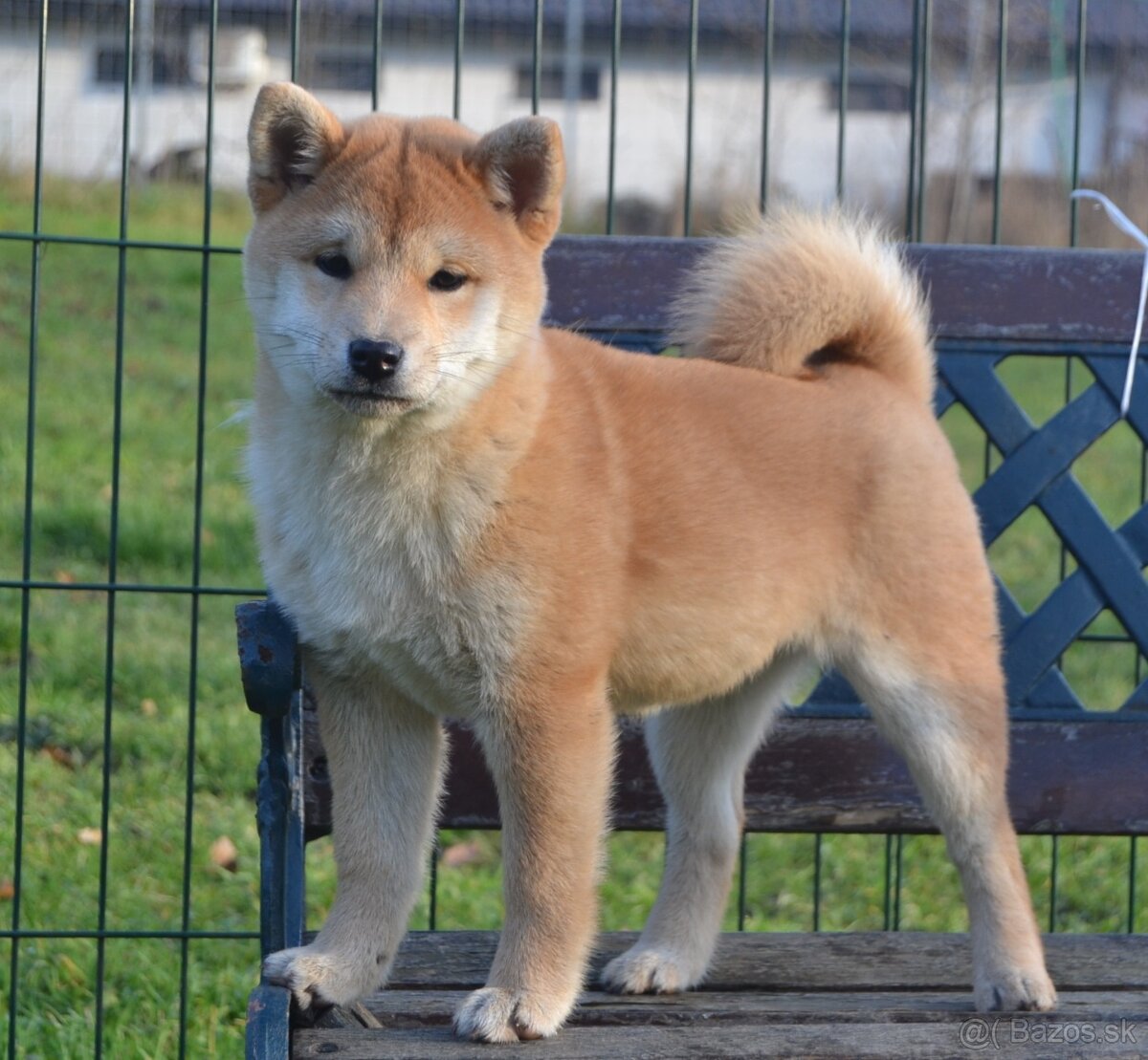 Shiba inu s PP /FCI / - 3