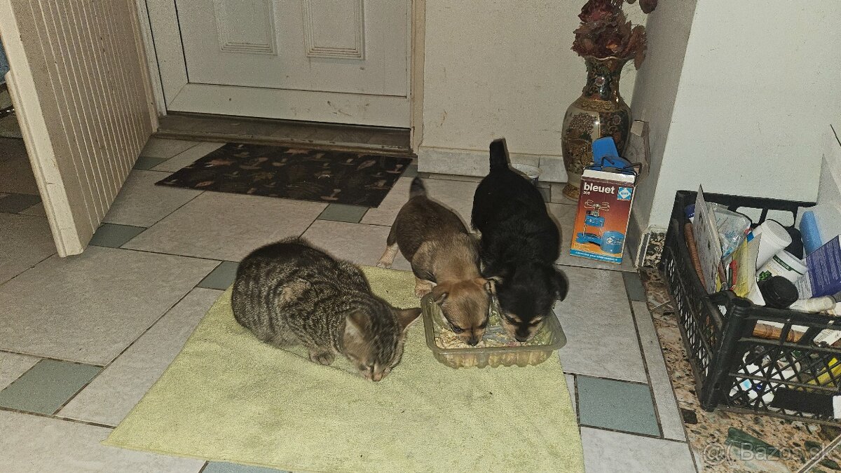 Darujem šteniatka - 3