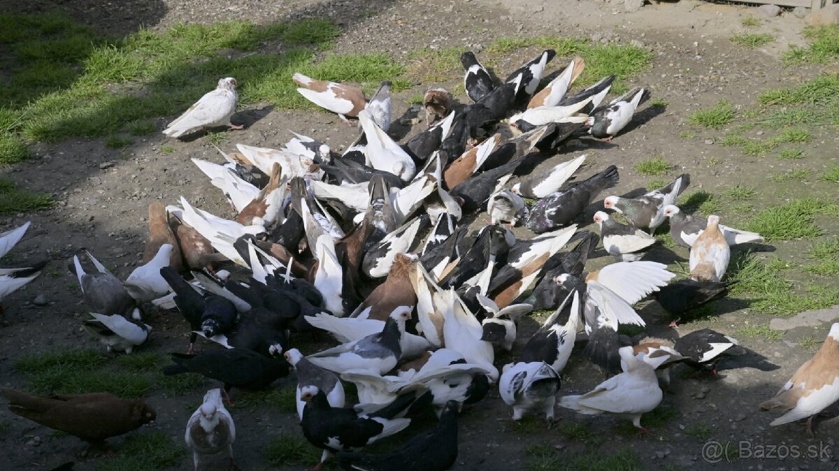 Holuby na predaj - 3