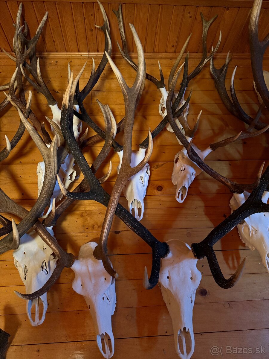 Poľovnícke trofeje - 3