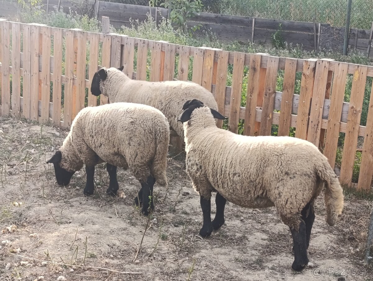 Predám ovce a barana plemena sufolk - 3