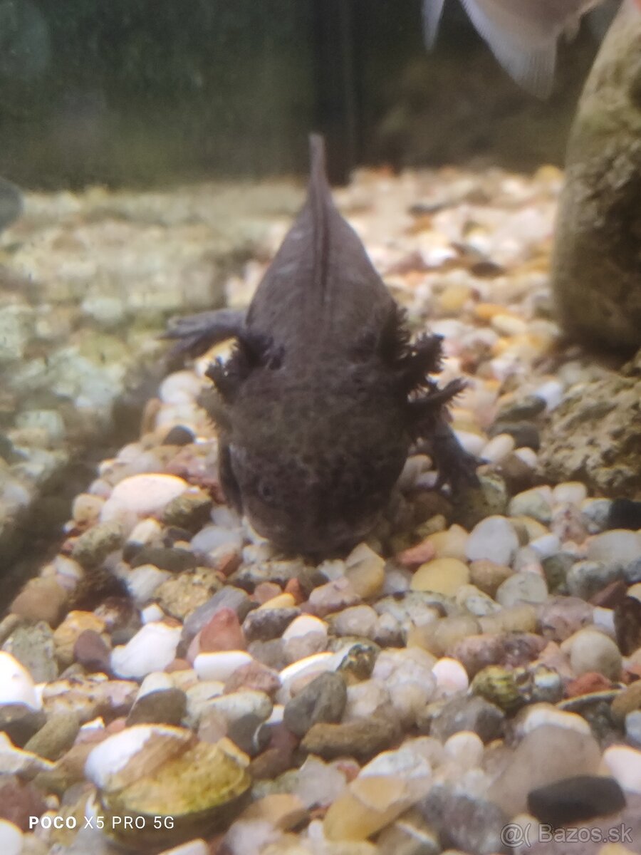 Axolotl Mexický - 3