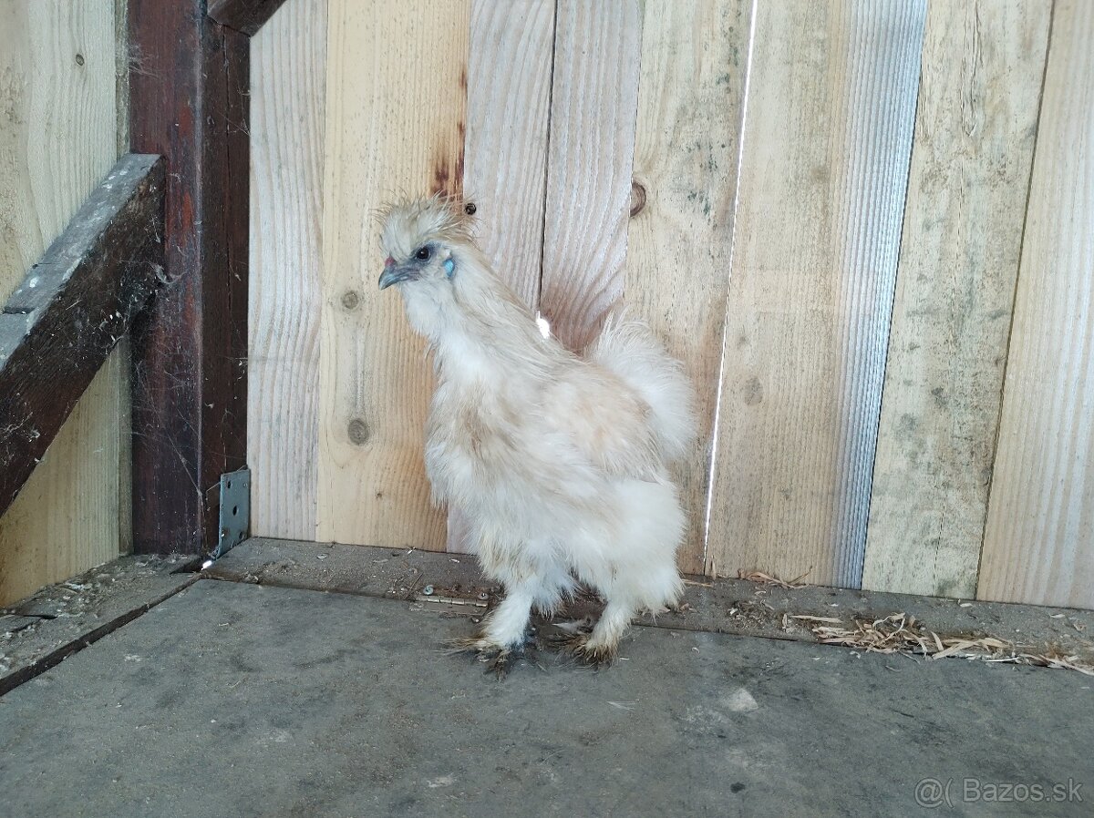 predám kohútov hodvábničky USA - 3