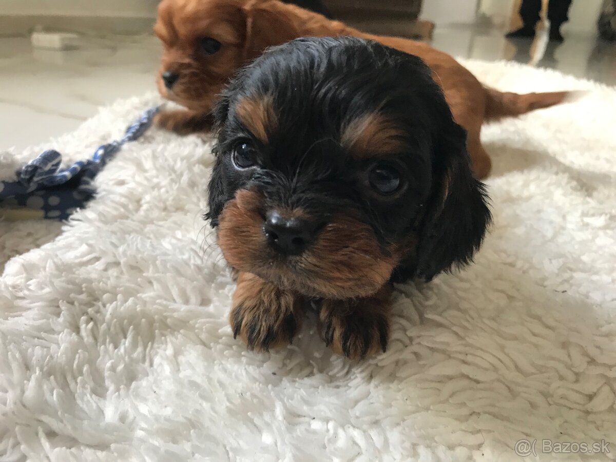 Kavalier king charles - 3