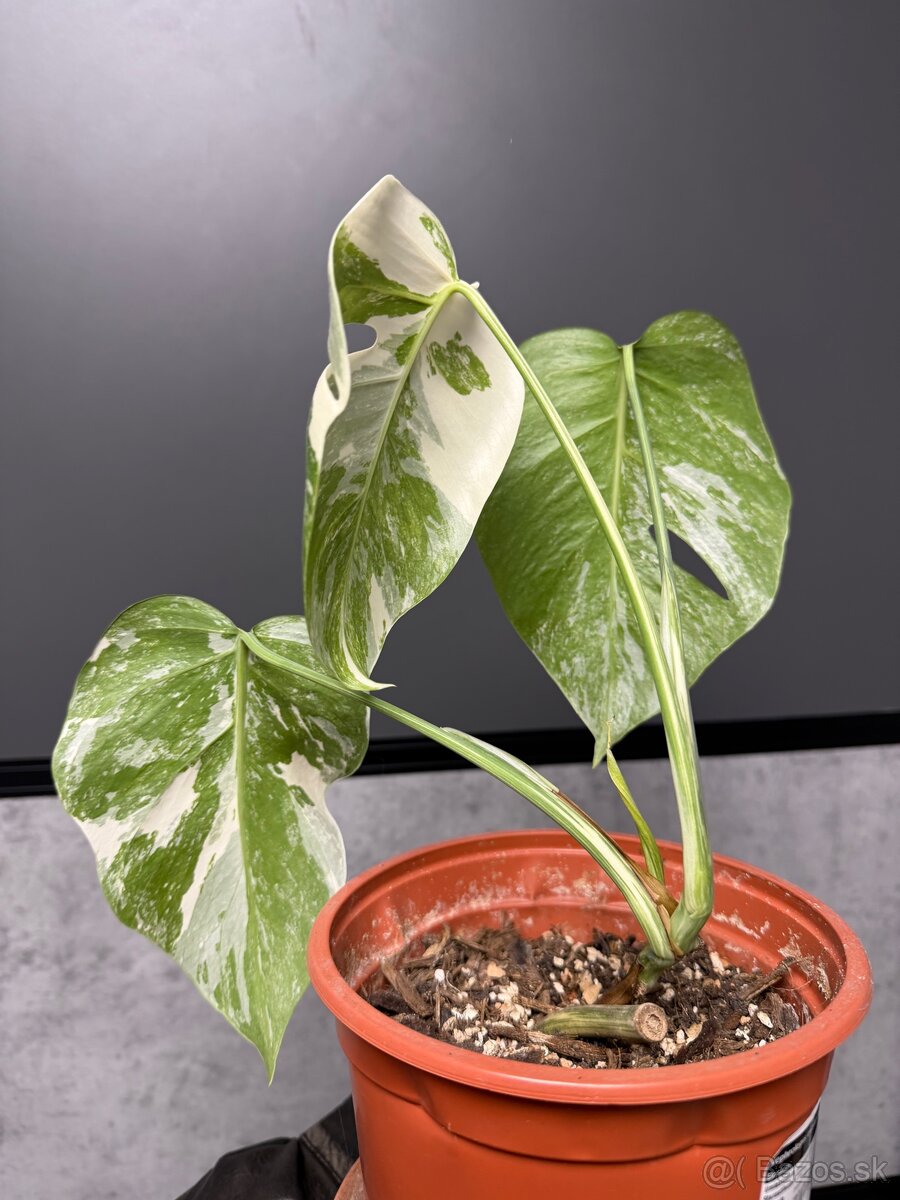 Monstera ALBO Veľká forma - 3