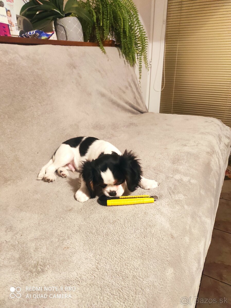 Cavalier steniatko - 3