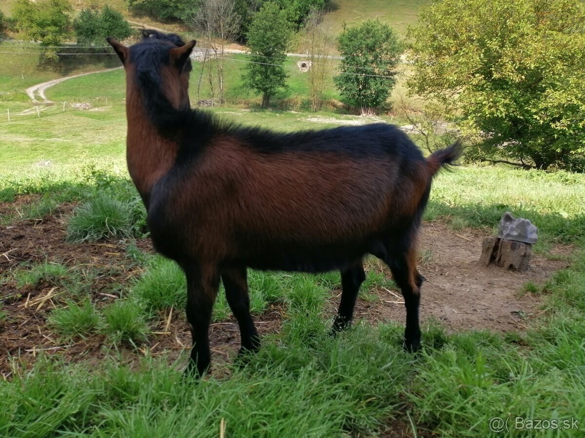 predám capa lamancha chov/spásanie/jatočne - 3