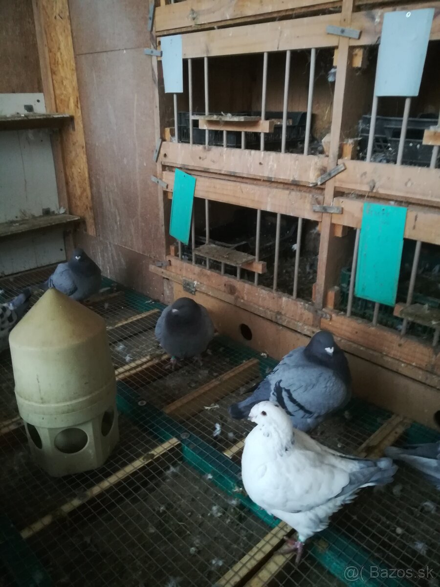 Holuby - 3