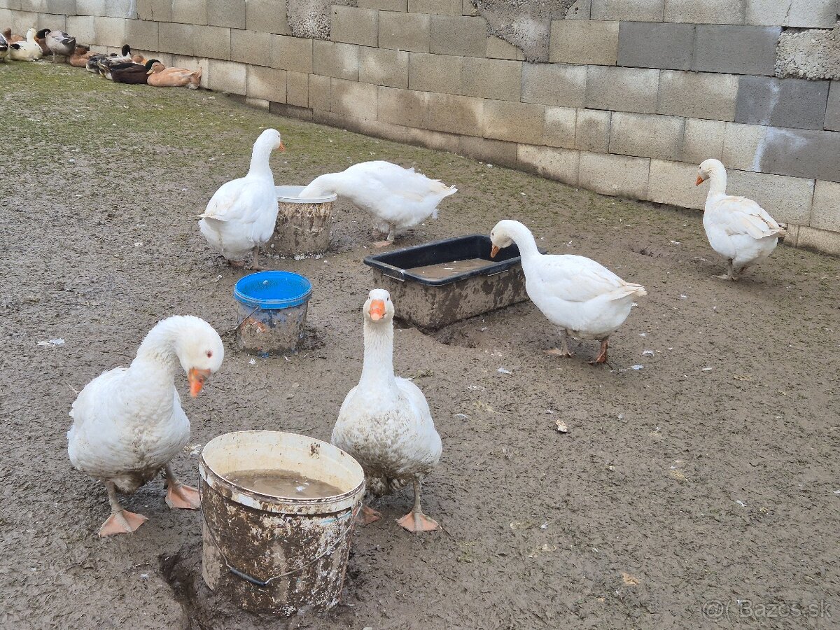 Predam husy Slovenske Biele - 3