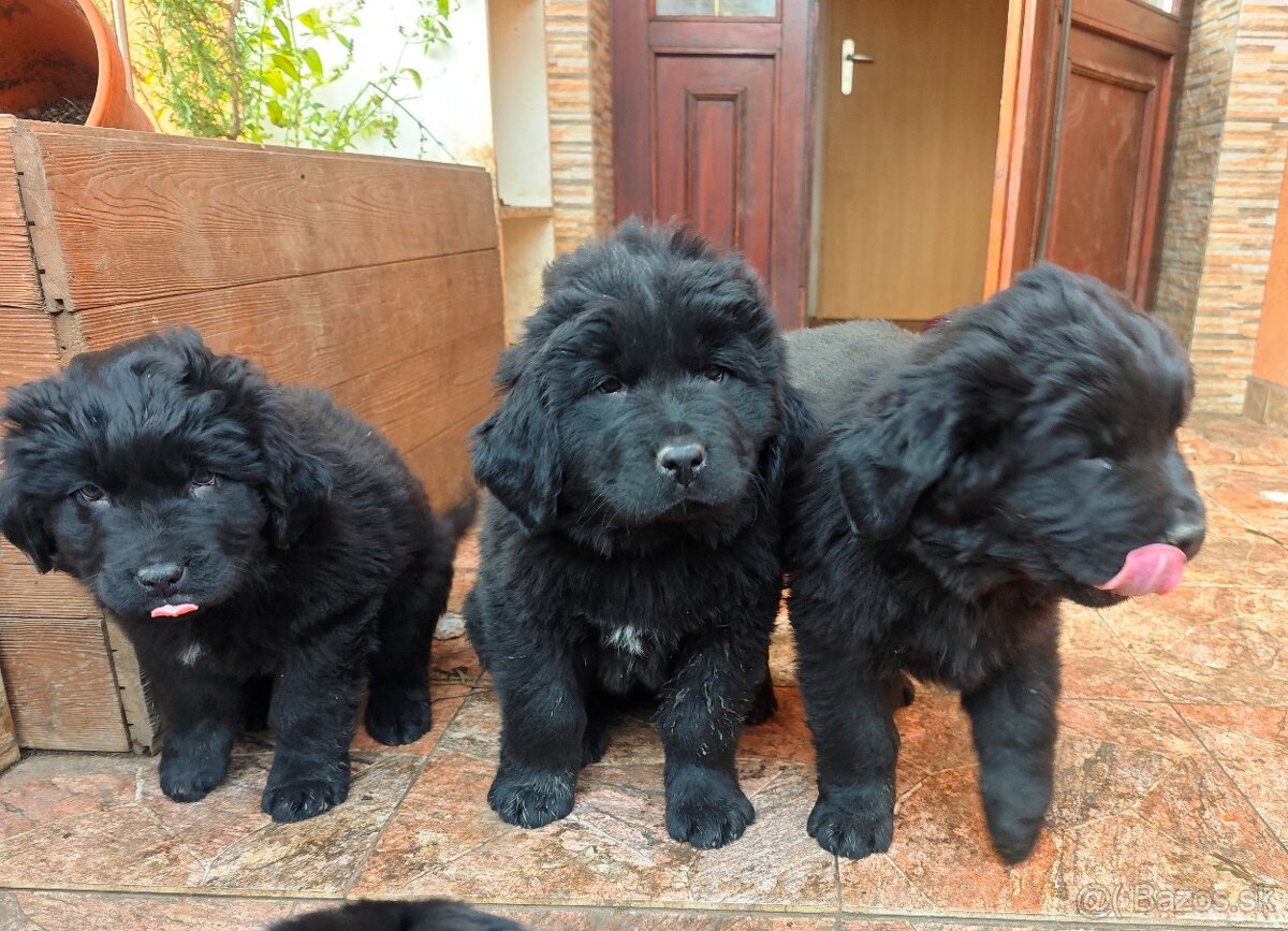 Dostupné 2 fenky Newfoundland Novofundlandsky - 3