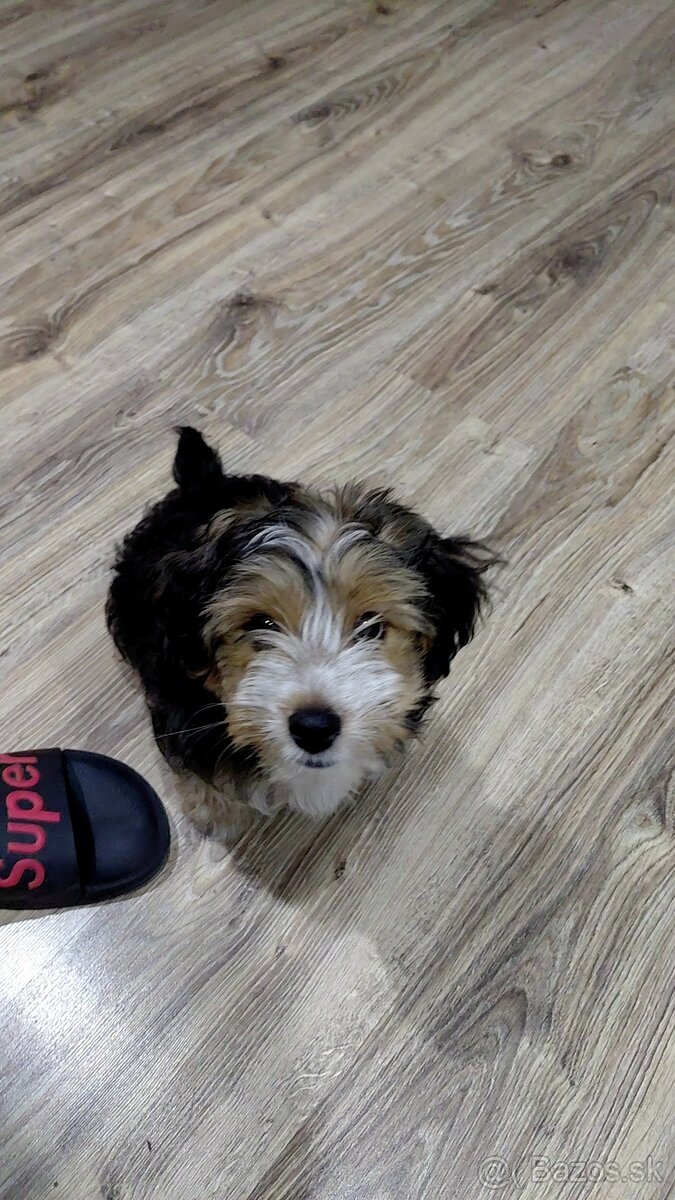 Yorkshirsky teriér - 3