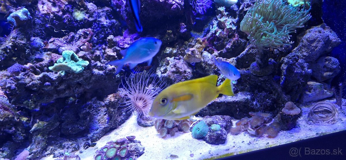 Morske akvarium - 3