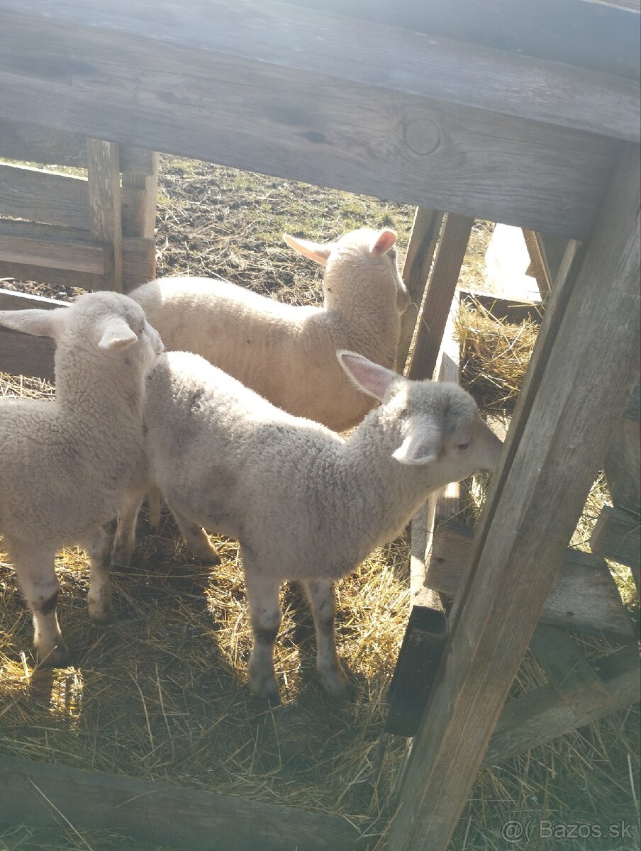 Predám jahňatá - 3