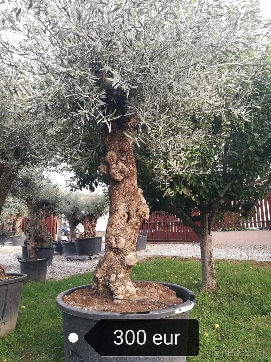 Olivovník Mrazuvzdorný - 3