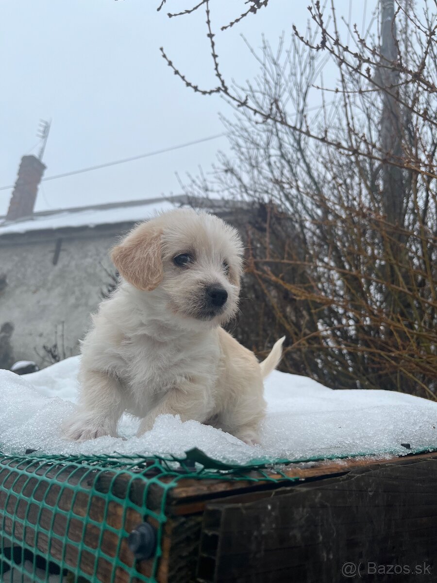 Darujem šteniatka - 3