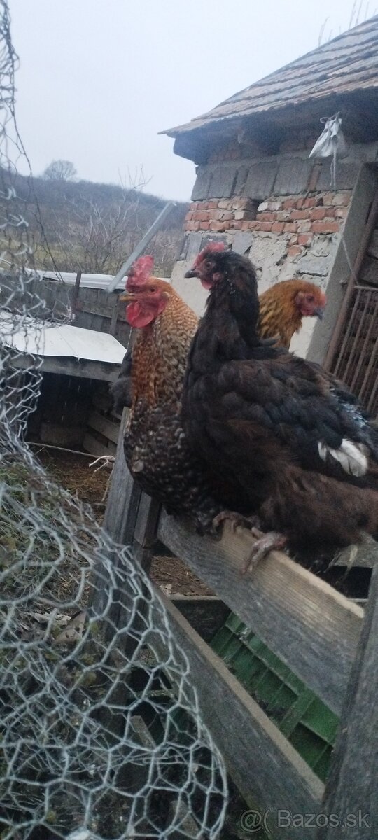 Predám kohúty - 3