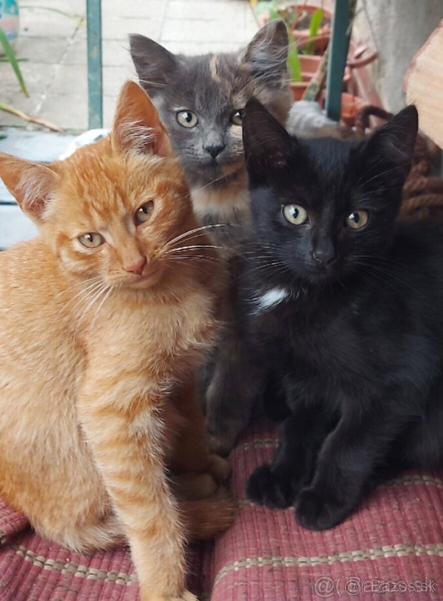 Darujem rysaveho kocurika - 3