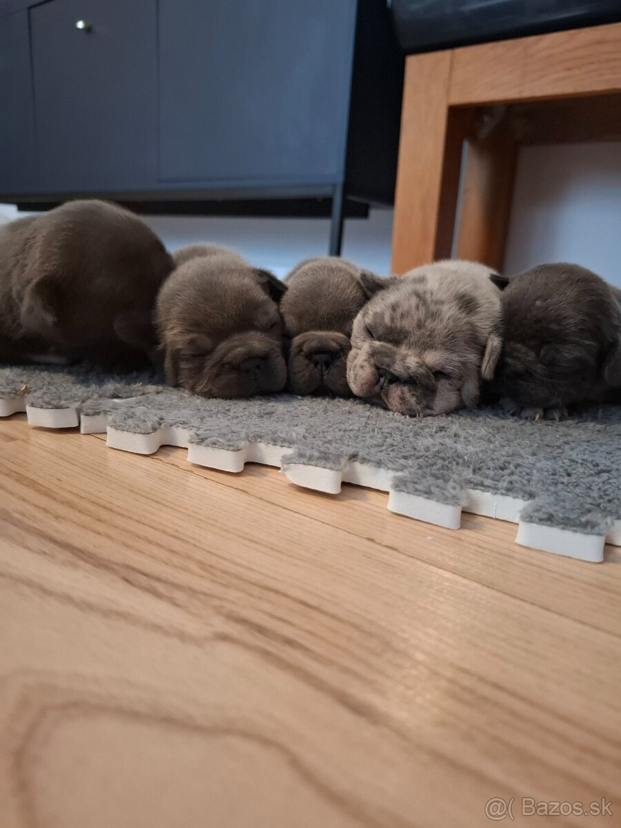 Francuzsky buldoček - 3