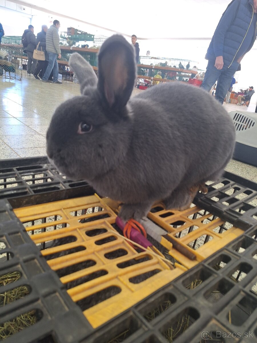 Viedenský modrý - 3