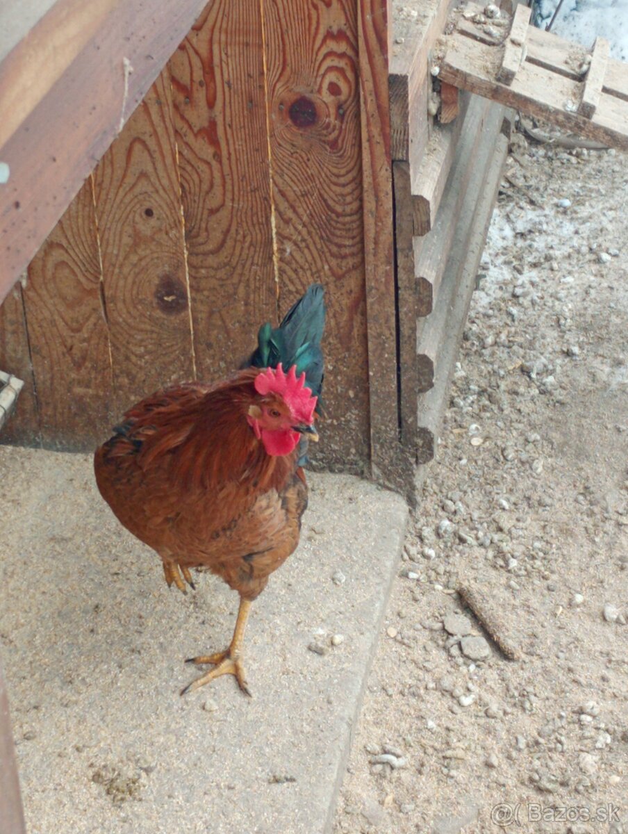 Kohút 🐓 - 3