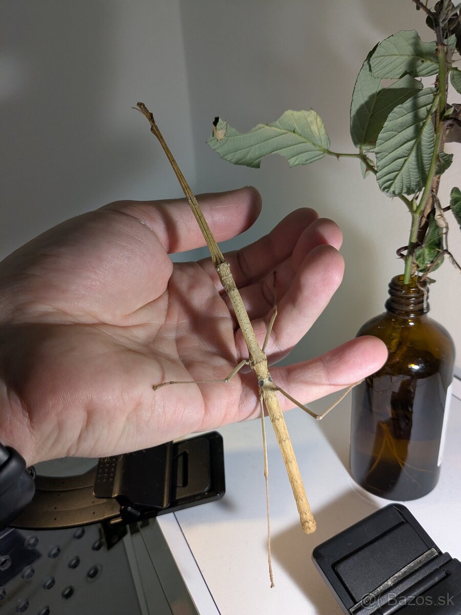 Pakobylka rožkatá a Pakobylka indická - 3