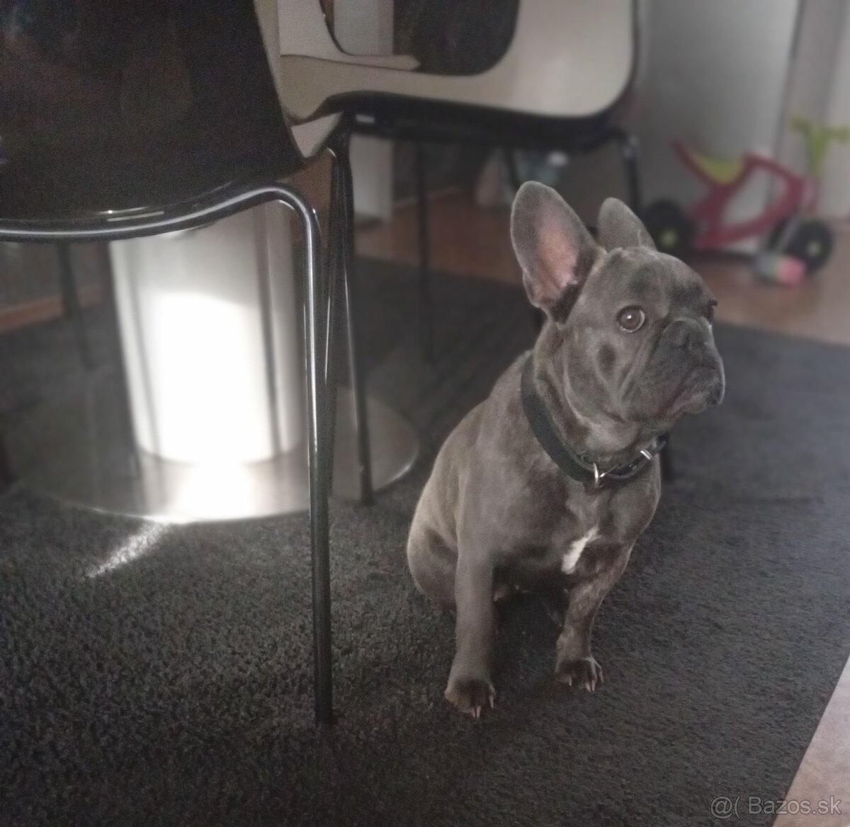 Francúzsky buldog - 3