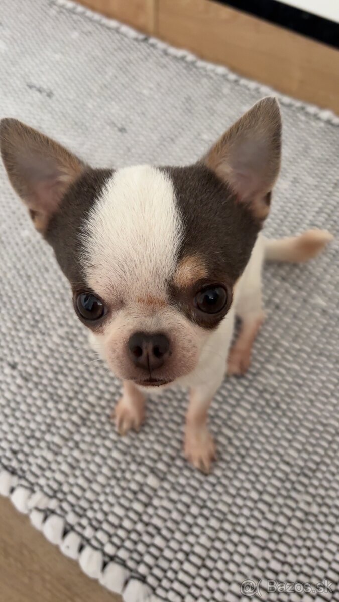 Mini čivava na krytie - 3