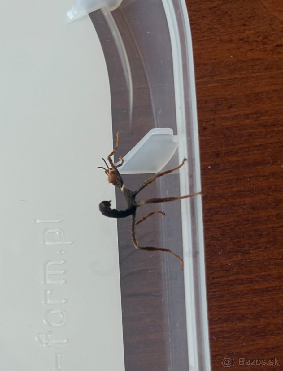 Strašilka austrálska - Extatosoma tiaratum, mláďatá - 3