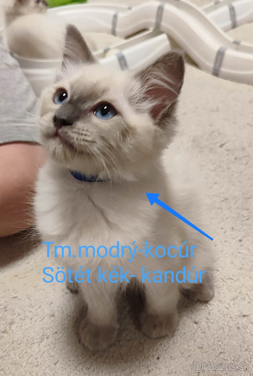 Ragdoll mačičky bez PP - 3