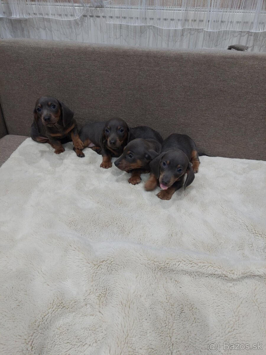 Jazvečik trpazlici - 3