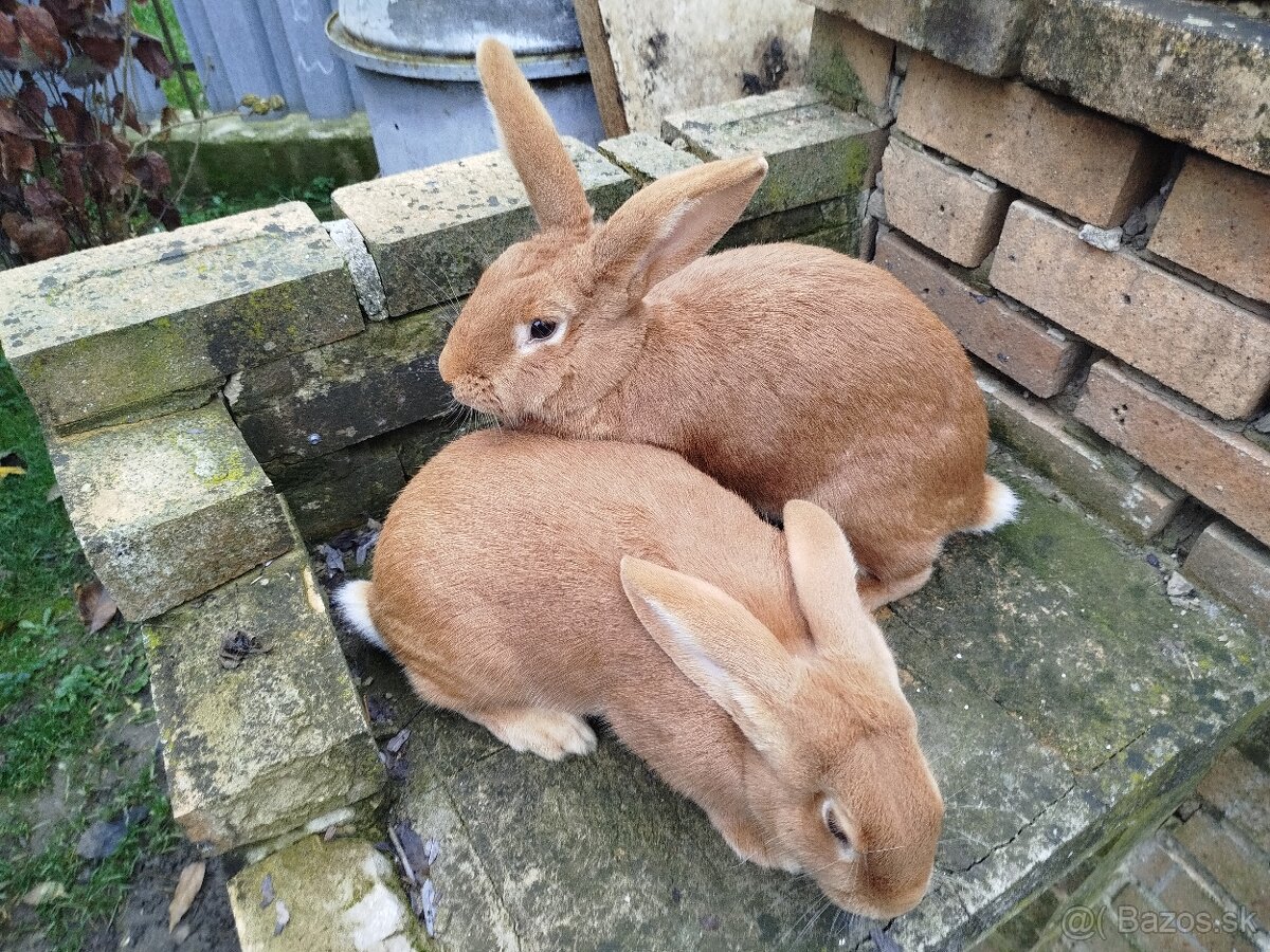 Burgundský králik - 3