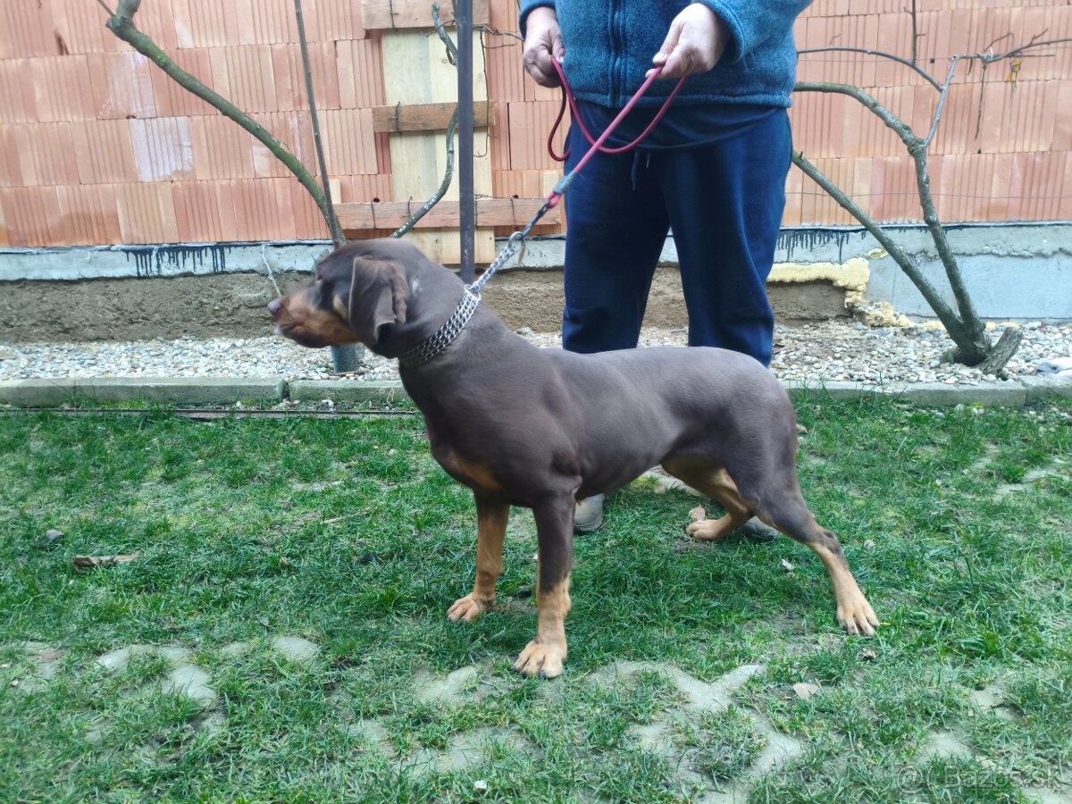 Lousiansky leopardí pes - 3