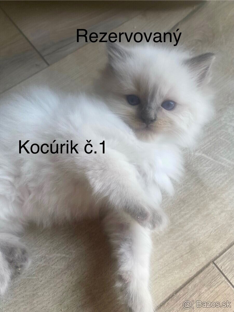 Ragdoll mačiatka bez PP-poslední 3 voľní kocúrikovia - 3