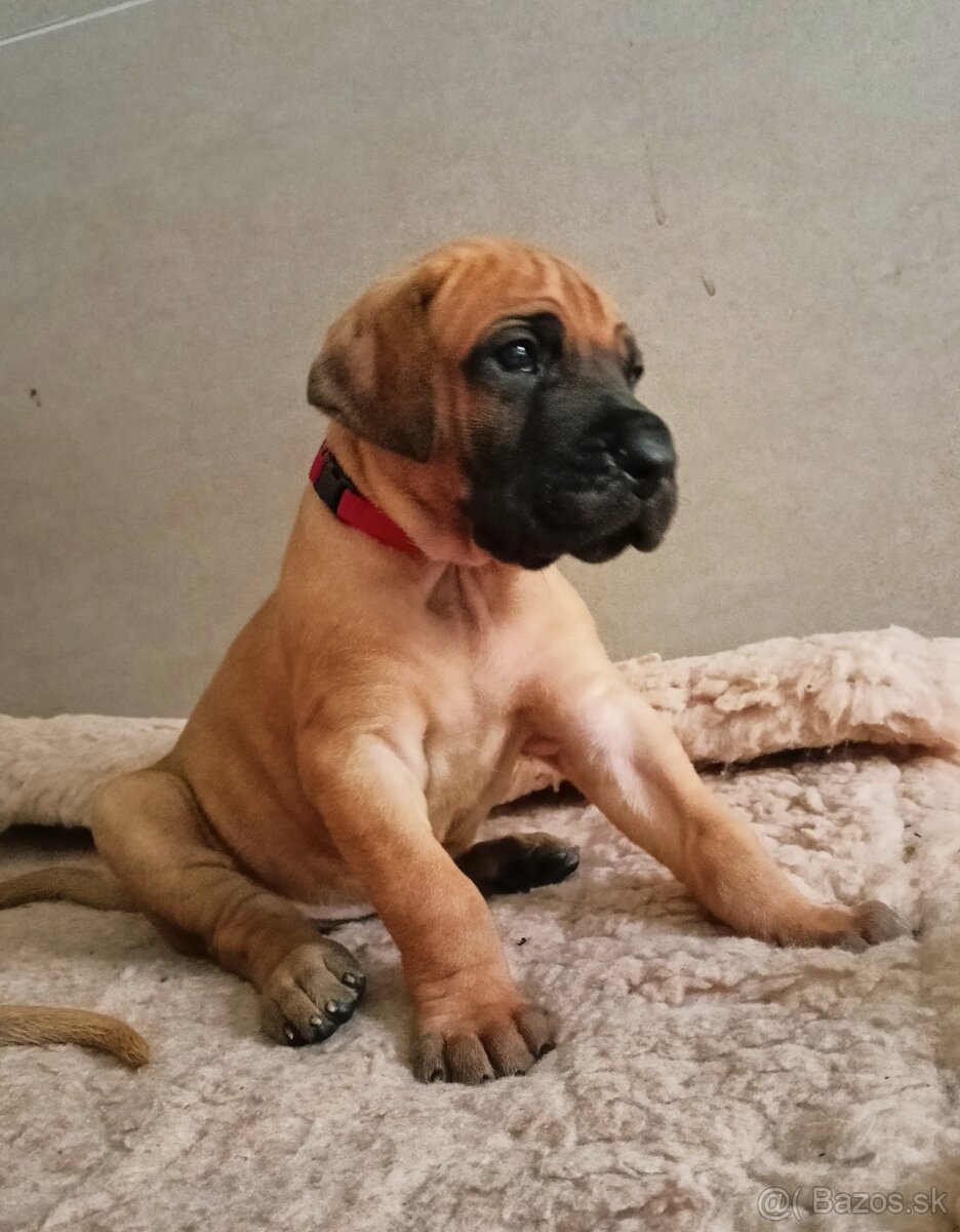 Německá doga žíhaná, žlutá - 3